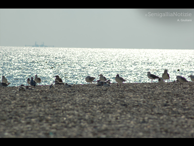 24/07/2015 - Gabbiani in spiaggia
