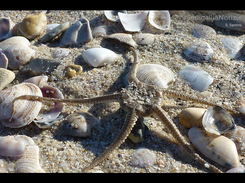 30/07/2015 - Conchiglie e una stella marina sulla spiaggia