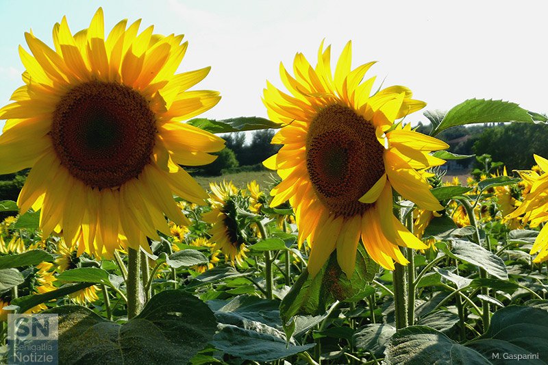 16/07/2016 - Girasoli