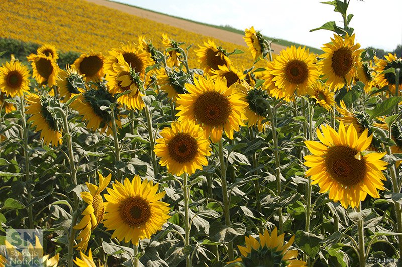 28/07/2016 - Girasoli