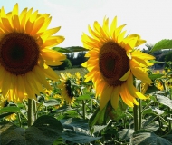 16/07/2016 - Girasoli