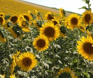 28/07/2016 - Girasoli