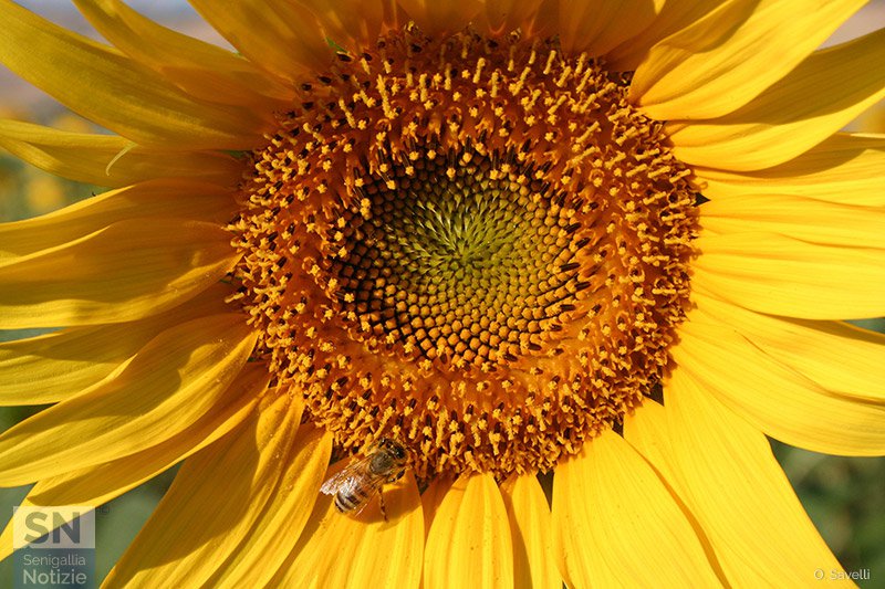 09/07/2017 - Geometrie