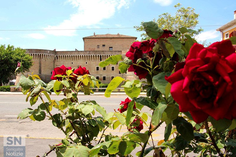 11/07/2017 - La Rocca e la rosa
