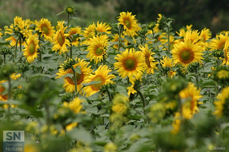 25/07/2017 - Girasoli