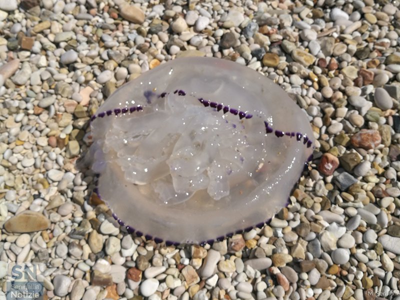 29/07/2017 - Medusa spiaggiata
