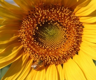 09/07/2017 - Geometrie