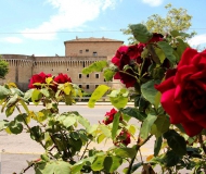 11/07/2017 - La Rocca e la rosa