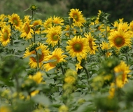 25/07/2017 - Girasoli