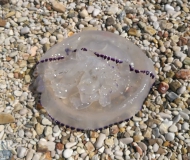 29/07/2017 - Medusa spiaggiata