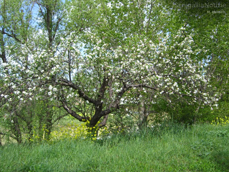 25/05/2012 - Un albero in fiore