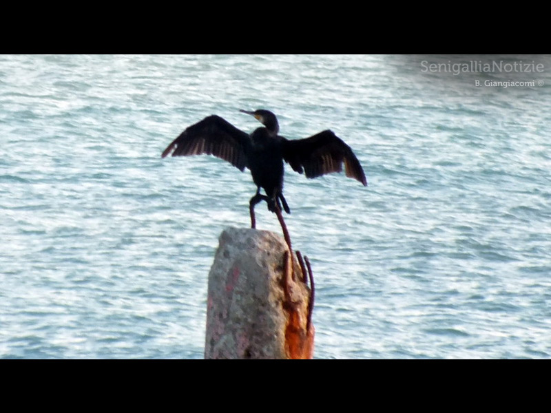 29/05/2012 - Un cormorano osserva il mare