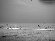 07/05/2012 - Gabbiani si alzano in volo dalla riva