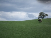 10/05/2012 - Le colline dell\'entroterra marchigiano
