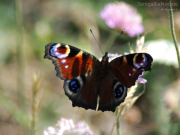 13/05/2012 - Una farfalla dedicata a tutte le mamme!