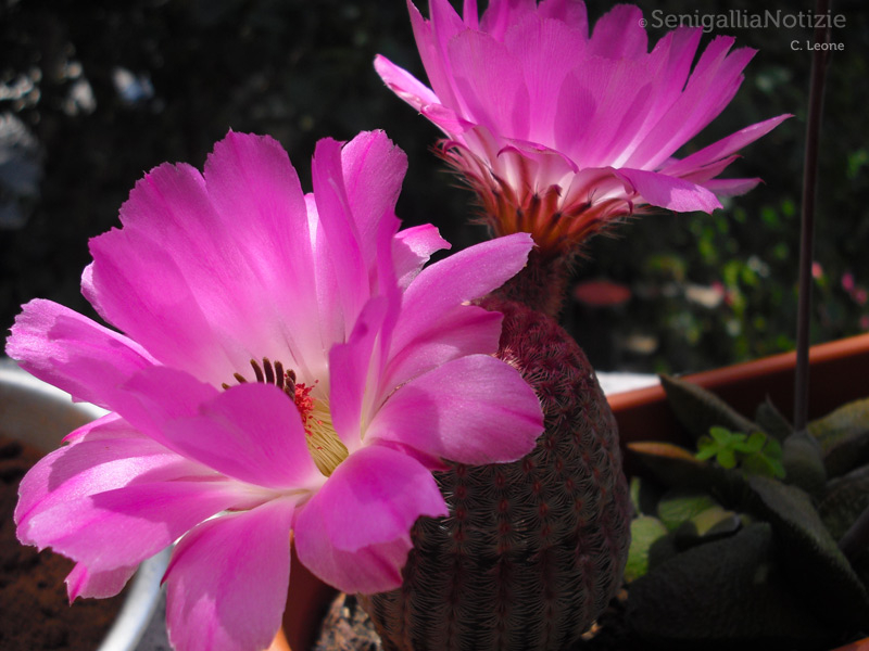 06/05/2013 - Fiori di cactus
