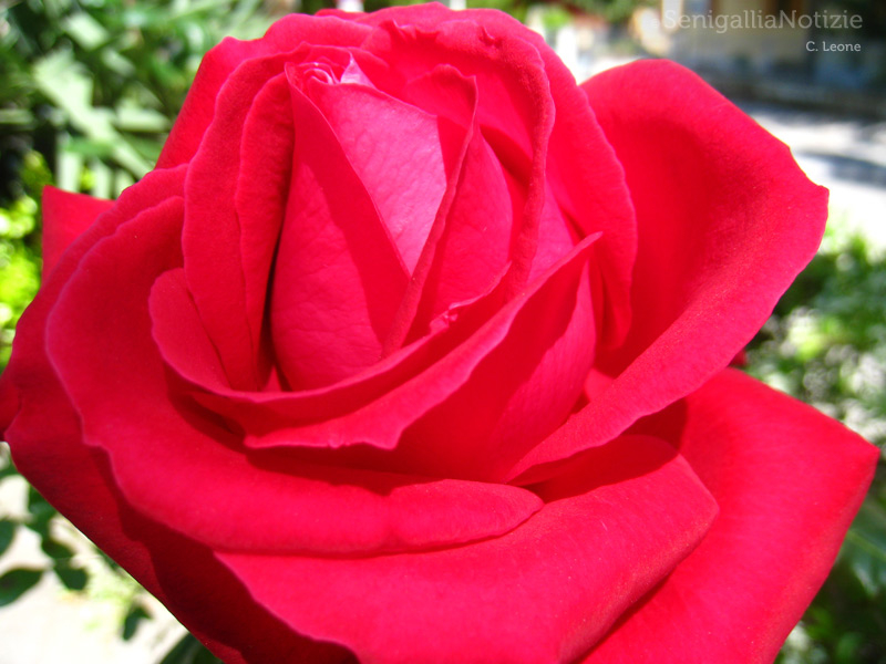 07/05/2013 - Rosa rossa