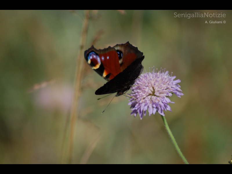 08/05/2013 - La farfalla sul suo fiore