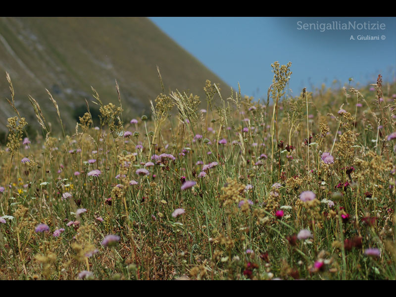 09/05/2013 - Campo fiorito