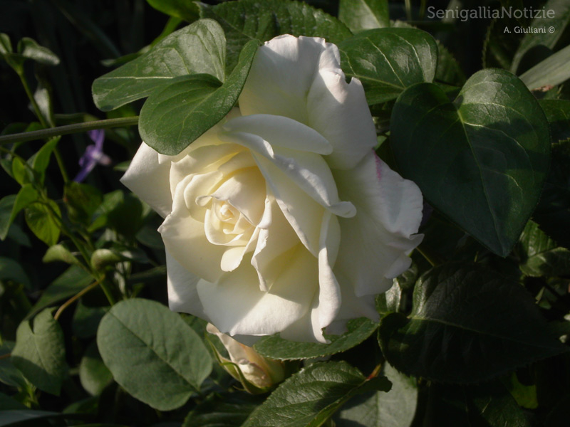 10/05/2013 - Una candida rosa bianca