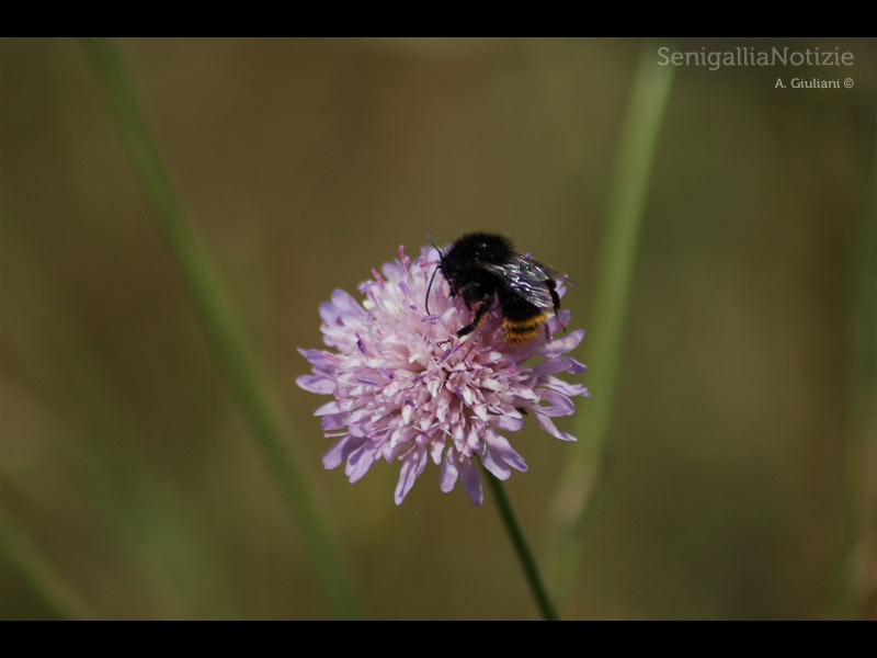 11/05/2013 - Un'ape in cerca di polline!