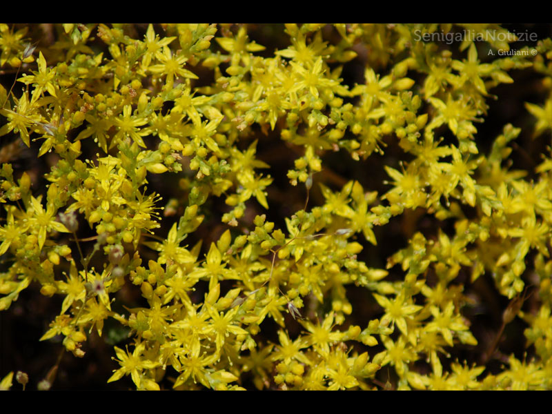 14/05/2013 - Piccoli fiori gialli