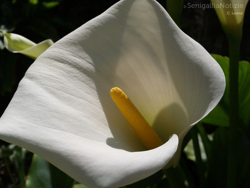 21/05/2013 - Il fiore della calla