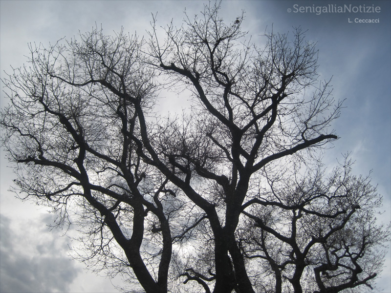 29/05/2013 - Rami d'albero