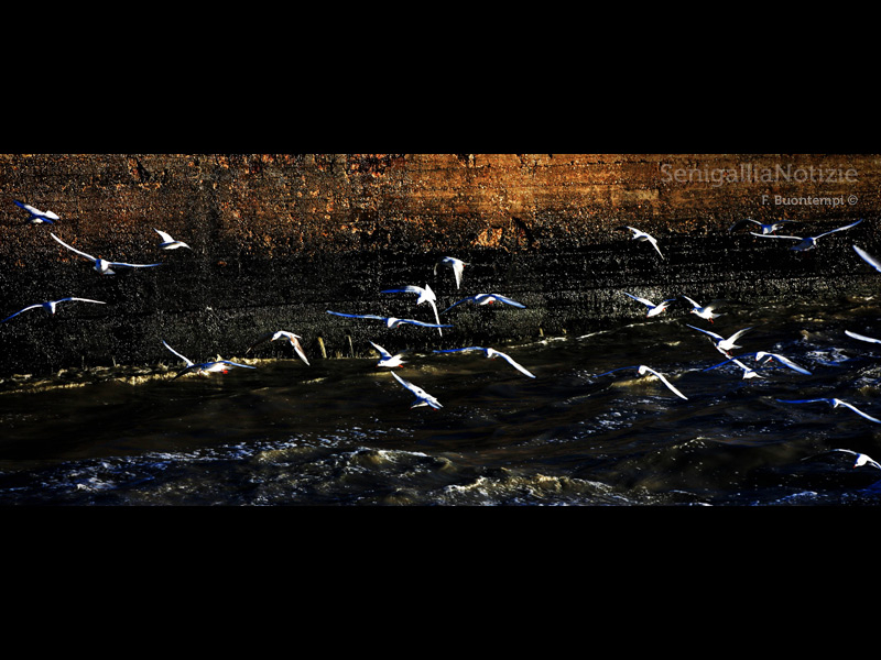 31/05/2013 - Volo di gabbiani