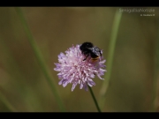 11/05/2013 - Un\'ape in cerca di polline!