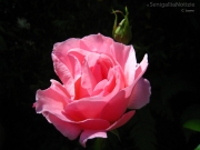 28/05/2013 - Una rosa.... rosa!