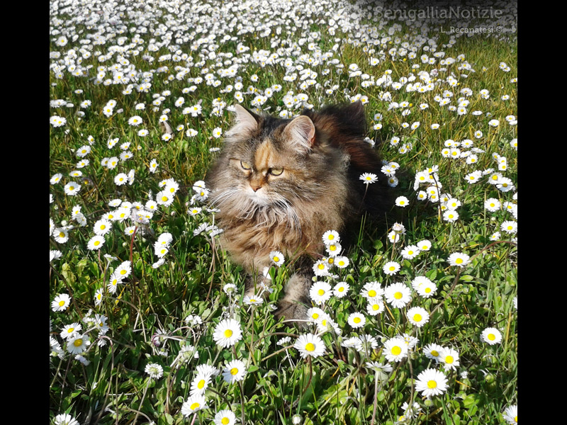 14/05/2014 - La primavera della gatta Frisé