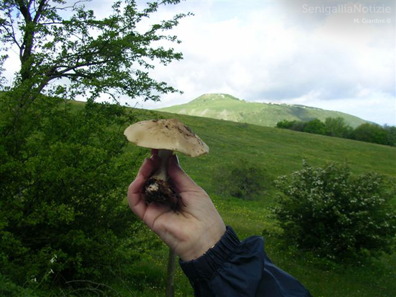 16/05/2014 - Il fungo calocybe gambosa (spignolo)