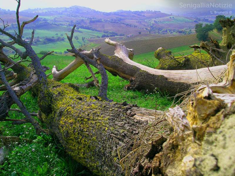 19/05/2014 - La campagna senigalliese