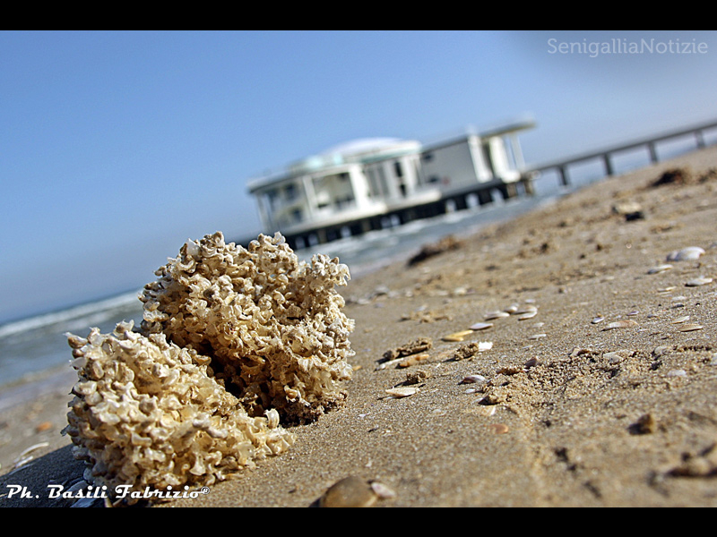 21/05/2014 - Spugne di mare