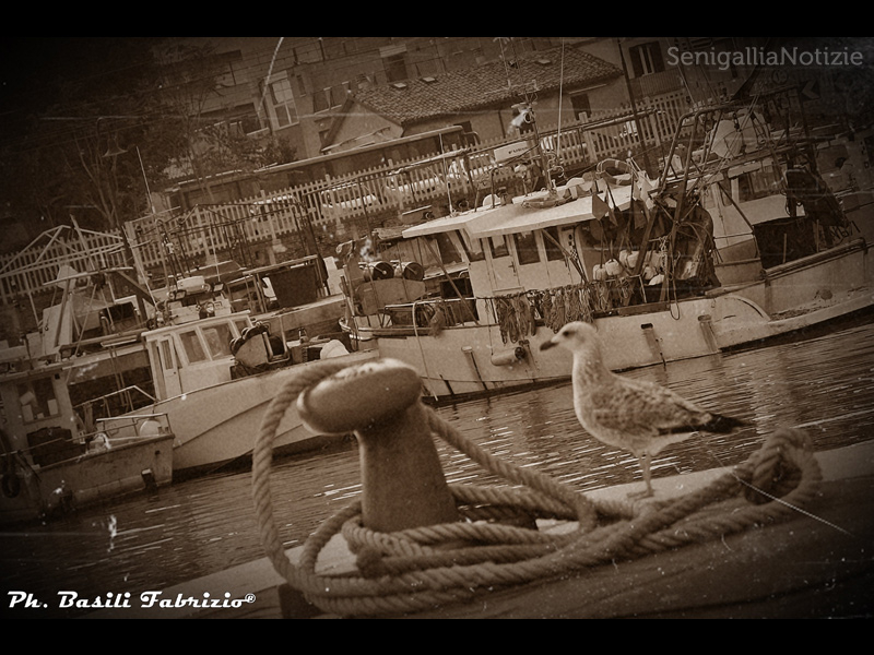 27/05/2014 - Pescherecci al porto di Senigallia