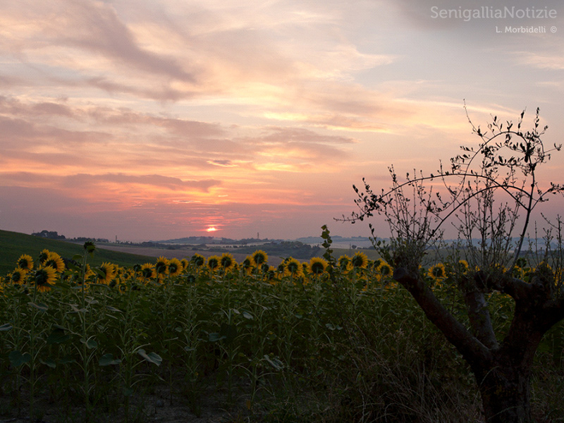 28/05/2014 - Tramonto sui girasoli
