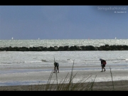 22/05/2014 - Raccolta delle vongole in spiaggia