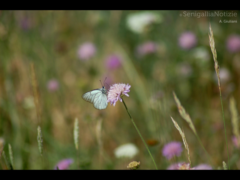 01/05/2015 - Di fiore in fiore...