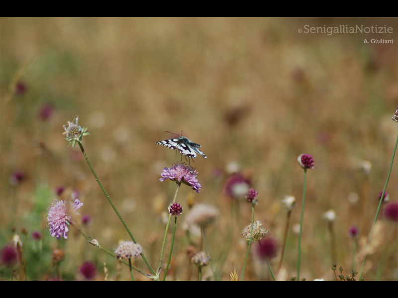 04/05/2015 - Prato fiorito