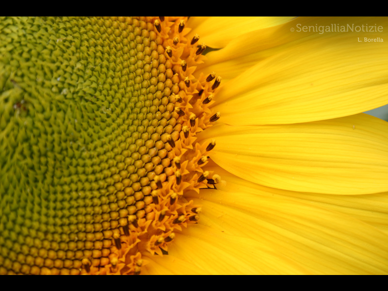 17/05/2015 - Particolare di girasole