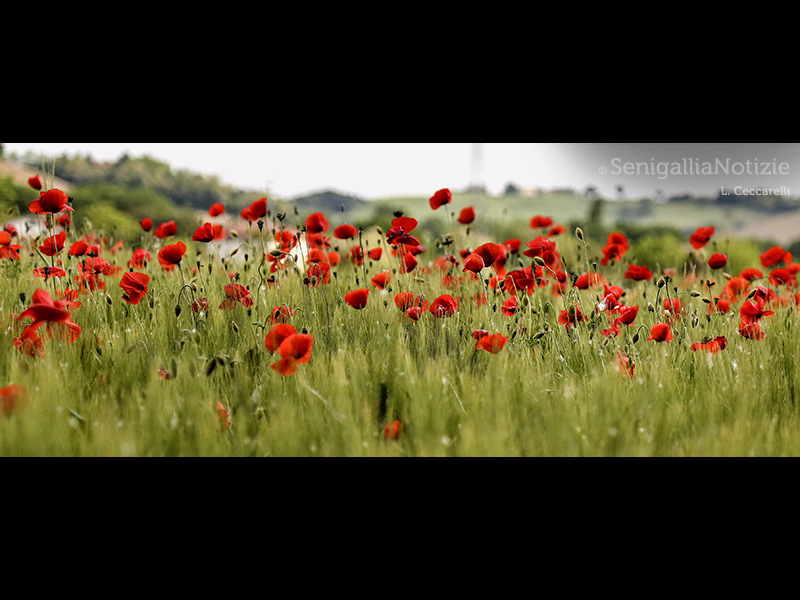 22/05/2015 - Campo di papaveri