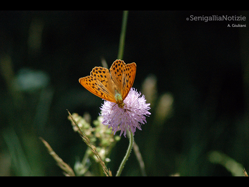 24/05/2015 - Farfalla poggiata su di un fiore