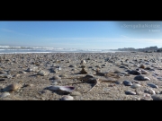 15/05/2015 - Stelle marine spiaggiate