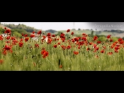 22/05/2015 - Campo di papaveri