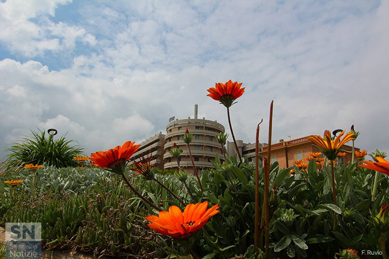 10/05/2016 - Fiori in primo piano