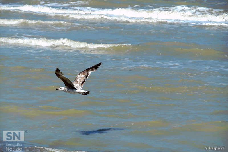 19/05/2016 - Volo planare