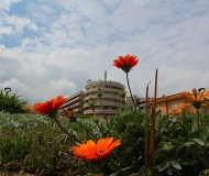 10/05/2016 - Fiori in primo piano