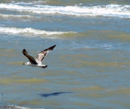 19/05/2016 - Volo planare