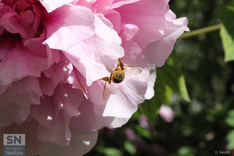 01/05/2017 - Polveri sottili